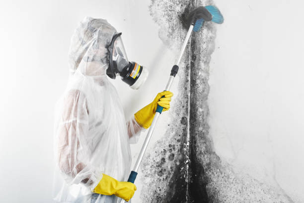 Mold Removal for HVAC Installations in Greenville, GA